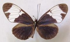 Heliconius sapho leuce