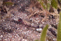 Cosmocampus albirostris