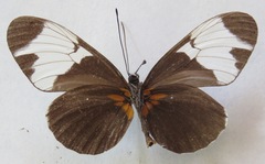 Heliconius sapho leuce