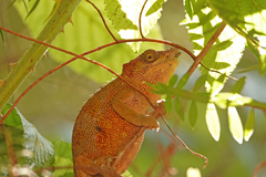 Kinyongia multituberculata