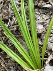 Carex laxiculmis