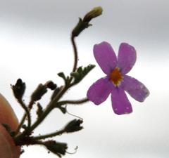 Jamesbrittenia pinnatifida