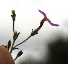 Jamesbrittenia pinnatifida