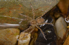 Pardosa sumatrana
