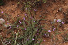 Jamesbrittenia pinnatifida
