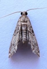 Petrophila schaefferalis