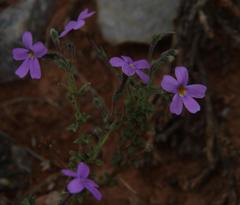 Jamesbrittenia pinnatifida