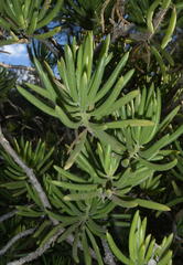 Senecio barbertonicus