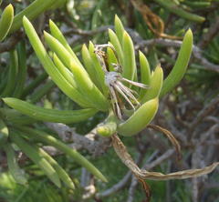 Senecio barbertonicus
