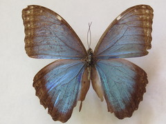 Morpho helenor narcissus