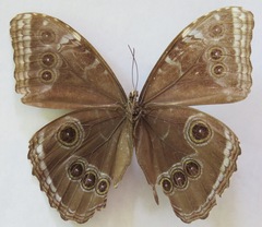 Morpho helenor narcissus