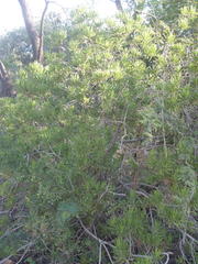 Senecio barbertonicus