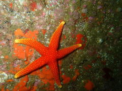 Fromia schultzei