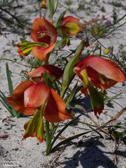 Gladiolus speciosus