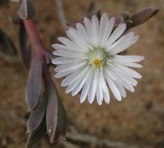 Delosperma litorale