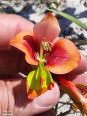 Gladiolus speciosus