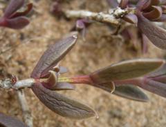 Delosperma litorale