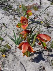 Gladiolus speciosus