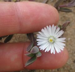 Delosperma litorale