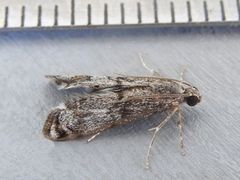 Petrophila schaefferalis