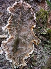 Coniferiporia