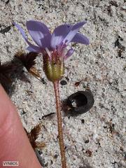 Felicia heterophylla