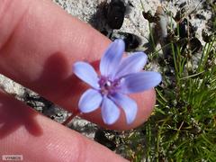 Felicia heterophylla