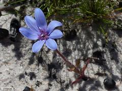 Felicia heterophylla