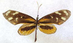 Mechanitis polymnia lycidice