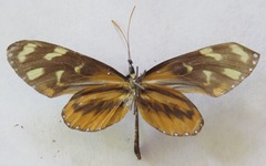 Mechanitis polymnia lycidice