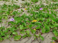Ipomoea pes-caprae brasiliensis
