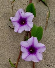 Ipomoea pes-caprae brasiliensis