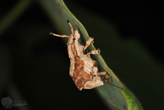 Episomus chinensis