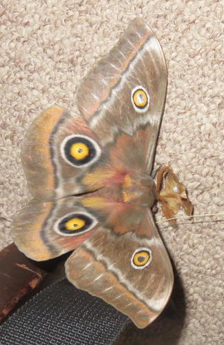 Pine Emperor photo 3