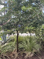 Magnoliopsida