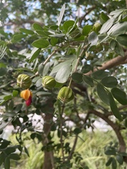 Magnoliopsida