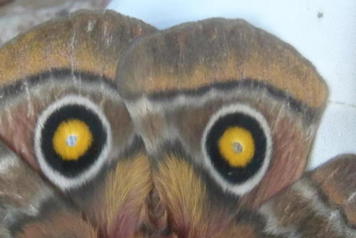 Pine Emperor photo 6