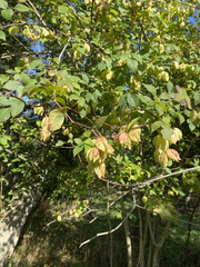 Staphylea trifolia