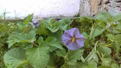 Lycianthes dejecta