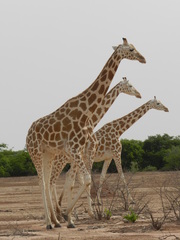 Giraffa camelopardalis peralta