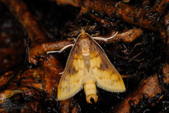 Pachynoa sabelialis