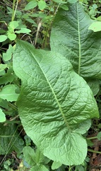 Rumex obtusifolius obtusifolius