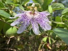 Passiflora incarnata