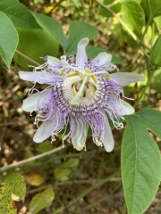 Passiflora incarnata