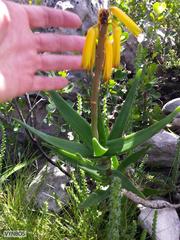 Aloiampelos commixta