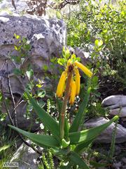 Aloiampelos commixta