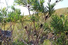 Leucadendron pondoense