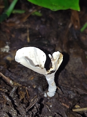 Loweomyces fractipes