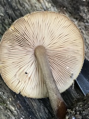 Pluteus granularis