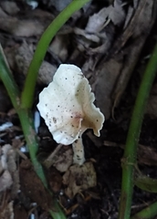 Loweomyces fractipes
